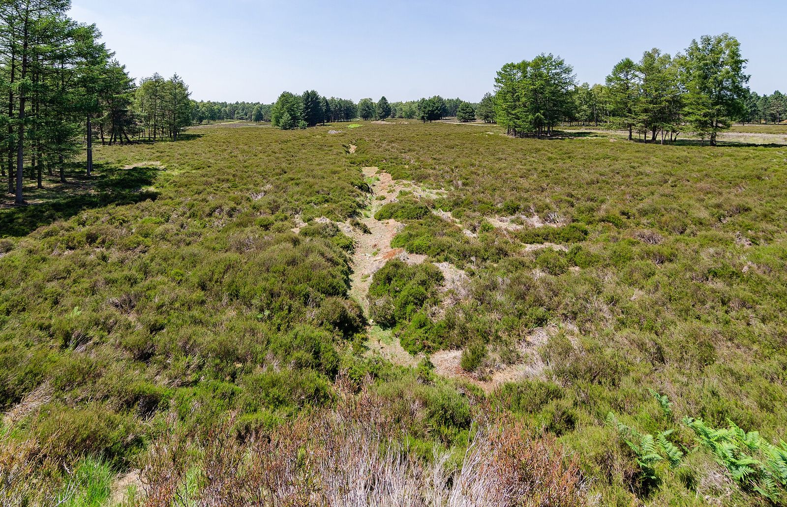 Brede strook heide met een zandige geul in het midden, omzoomd door groepen naaldbomen, in het Brachter Wald bij Br&uuml;ggen