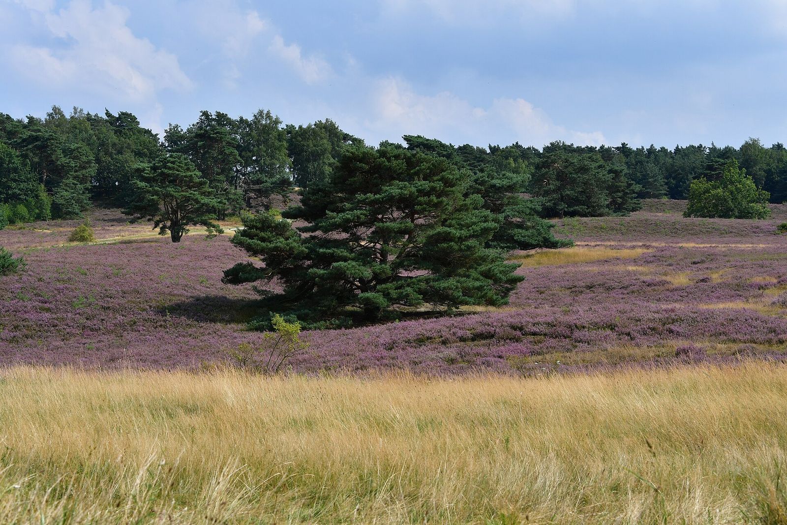Paars bloeiende heide met een brede den in het midden en geel gras op de voorgrond