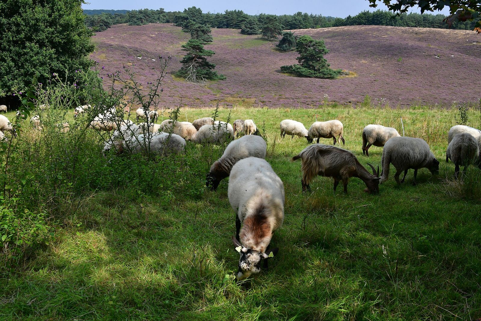 Schapen en een geit grazen op gras, met daarachter een heuvel vol paars bloeiende heide