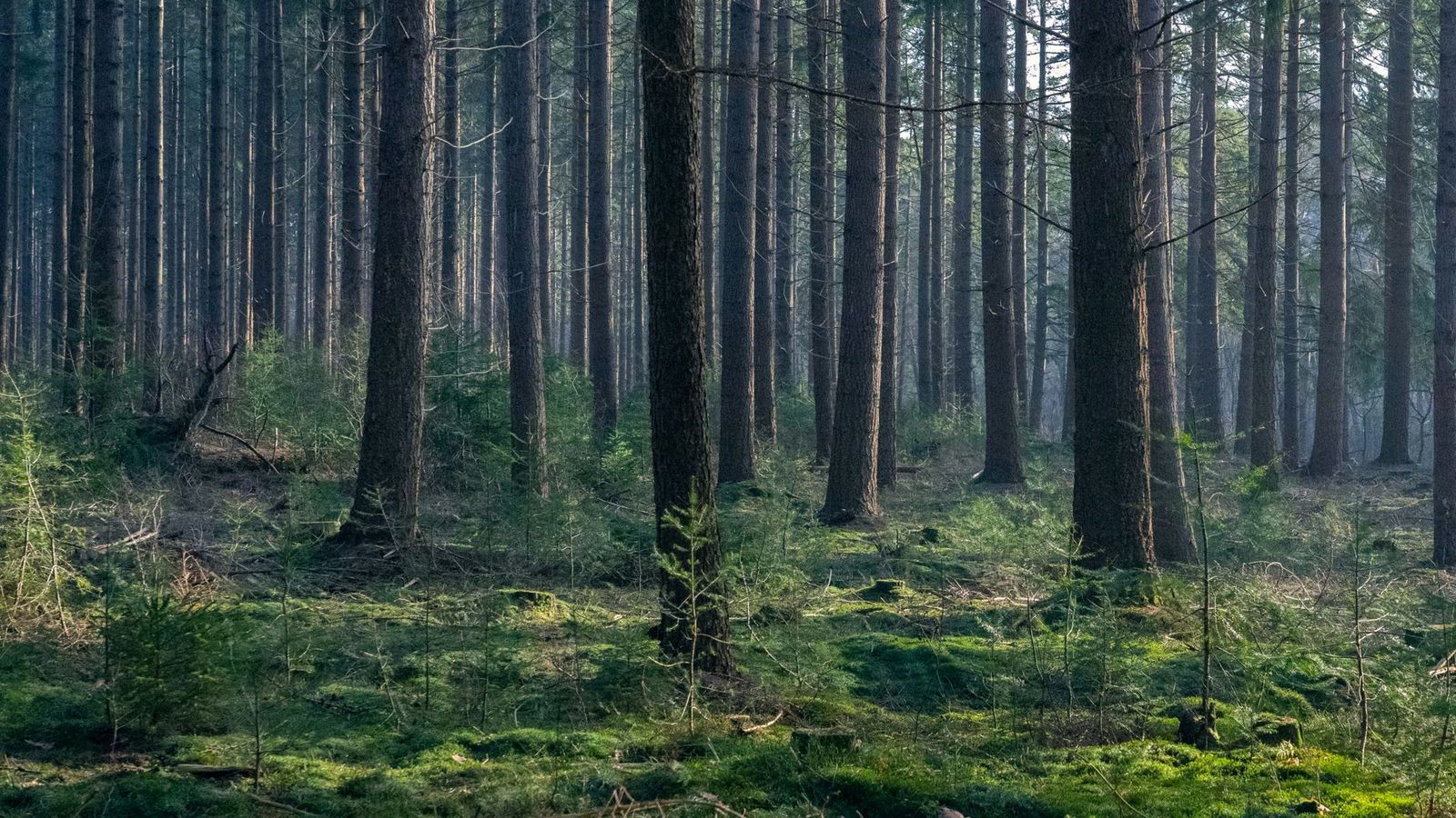 Dennenbos met mosgrond