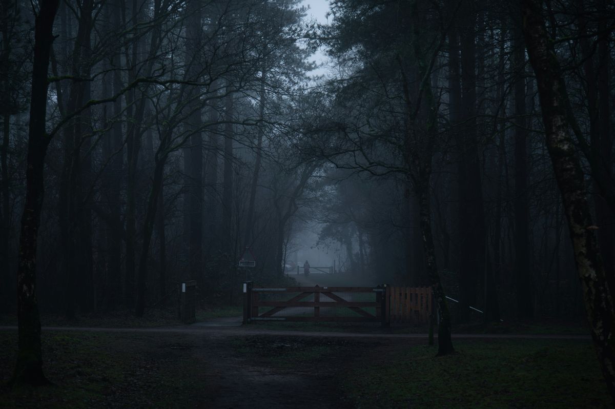 Donker bos met weinig licht tussen de stammen