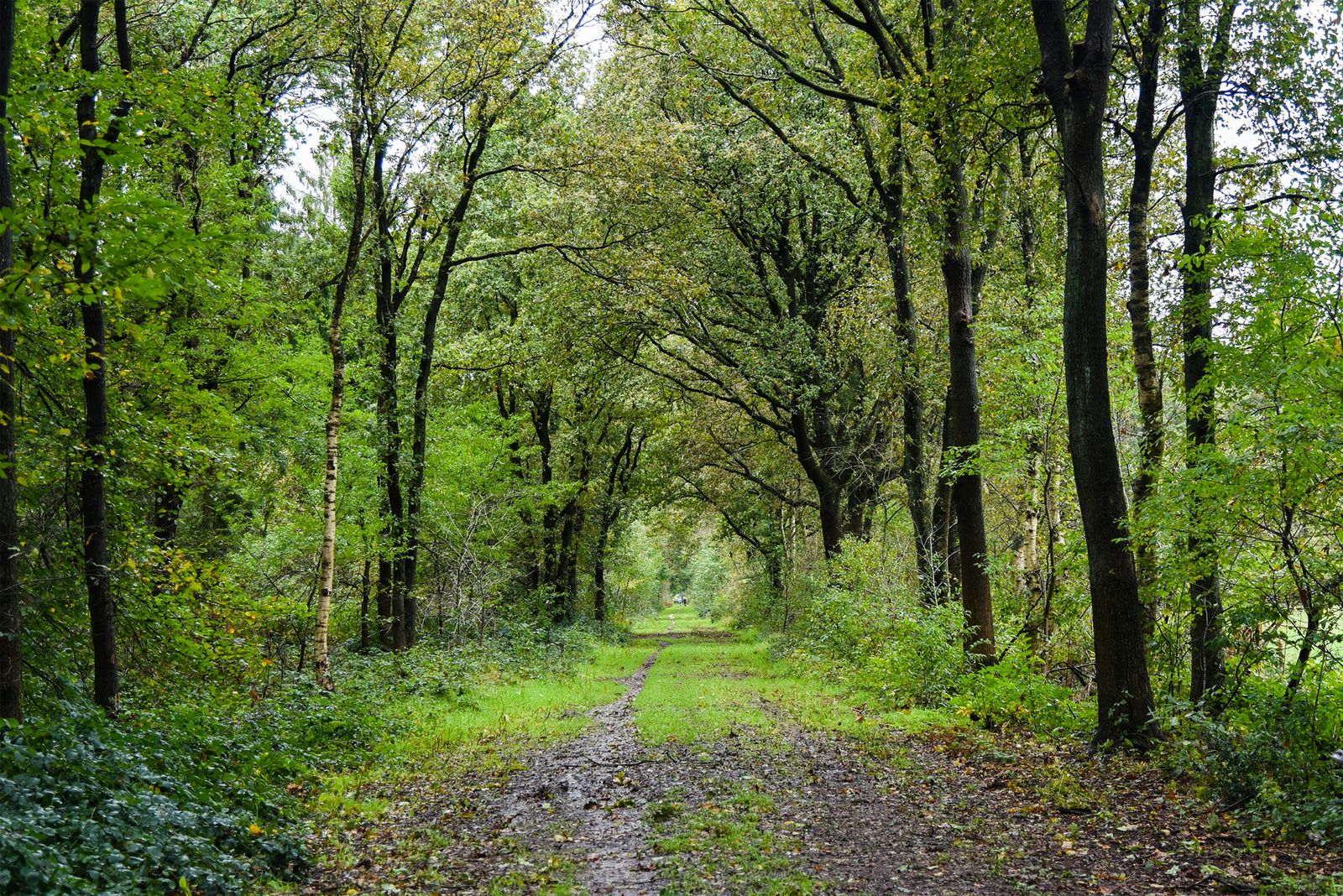 Groene bomenlaan met wandelpad