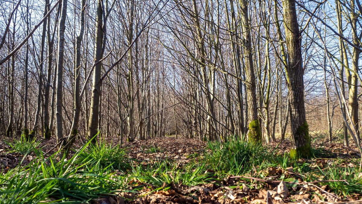 Hakhout met stammen in rijen