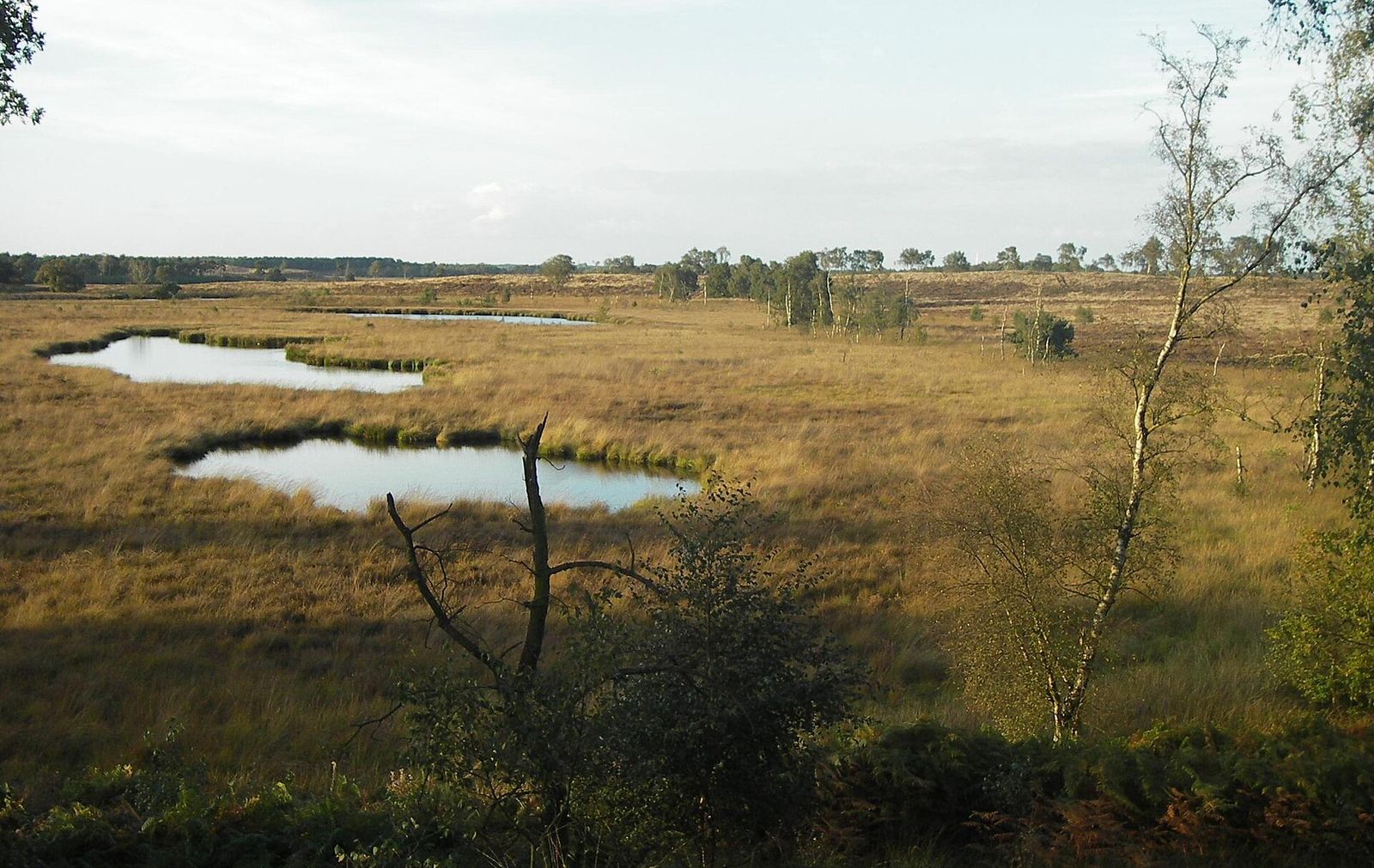 Drie vennen in een open vlakte met geel gras en groepjes berken: het Pikmeeuwenwater op de Looijerheide in de Hamert
