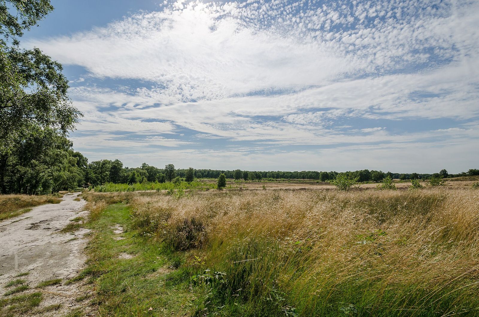Zandpad door hoog gras onder een lucht vol schapenwolken, in Nationaal Park De Maasduinen