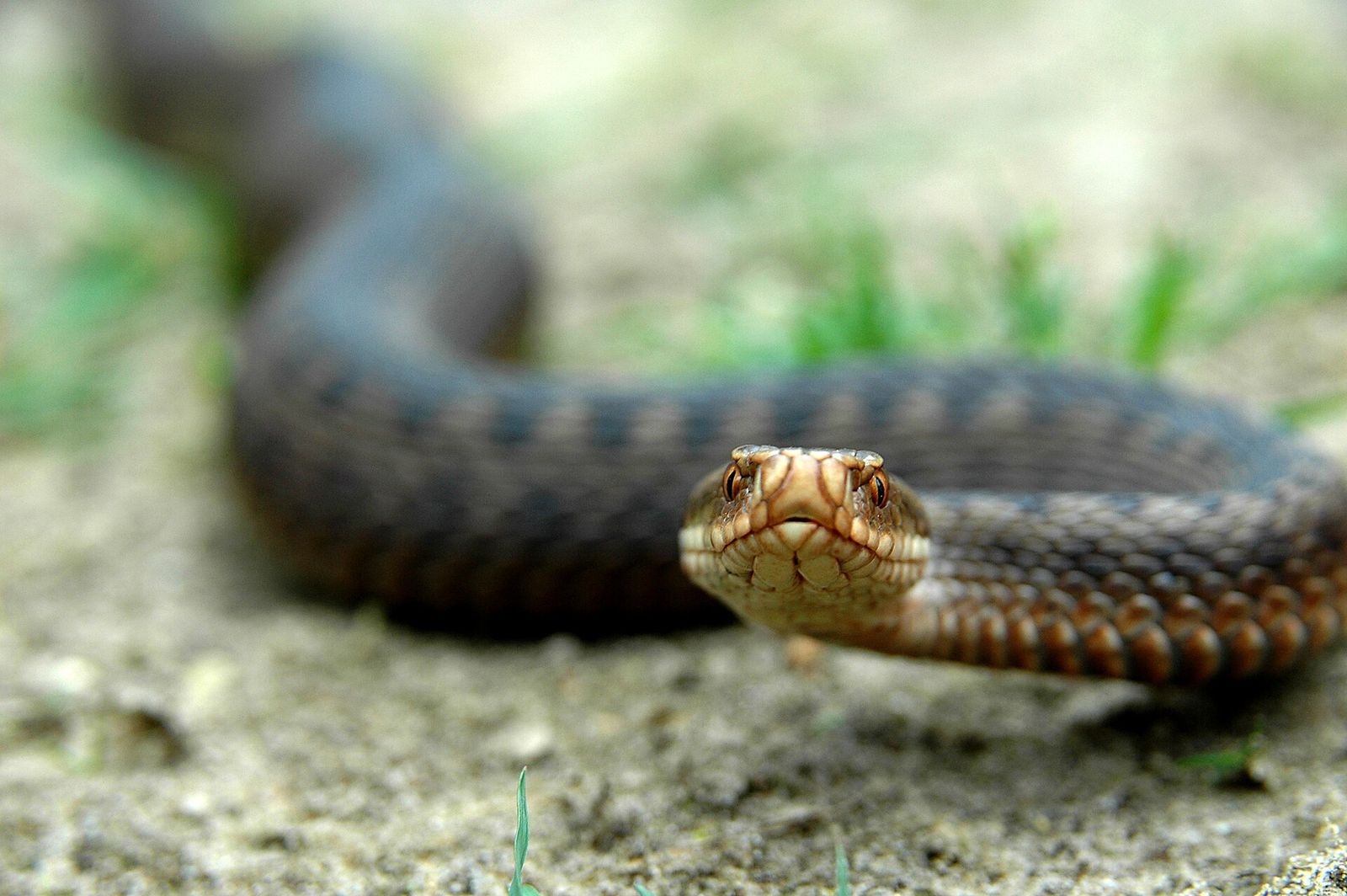 Kop van een adder van dichtbij op zandgrond, het lijf onscherp erachter
