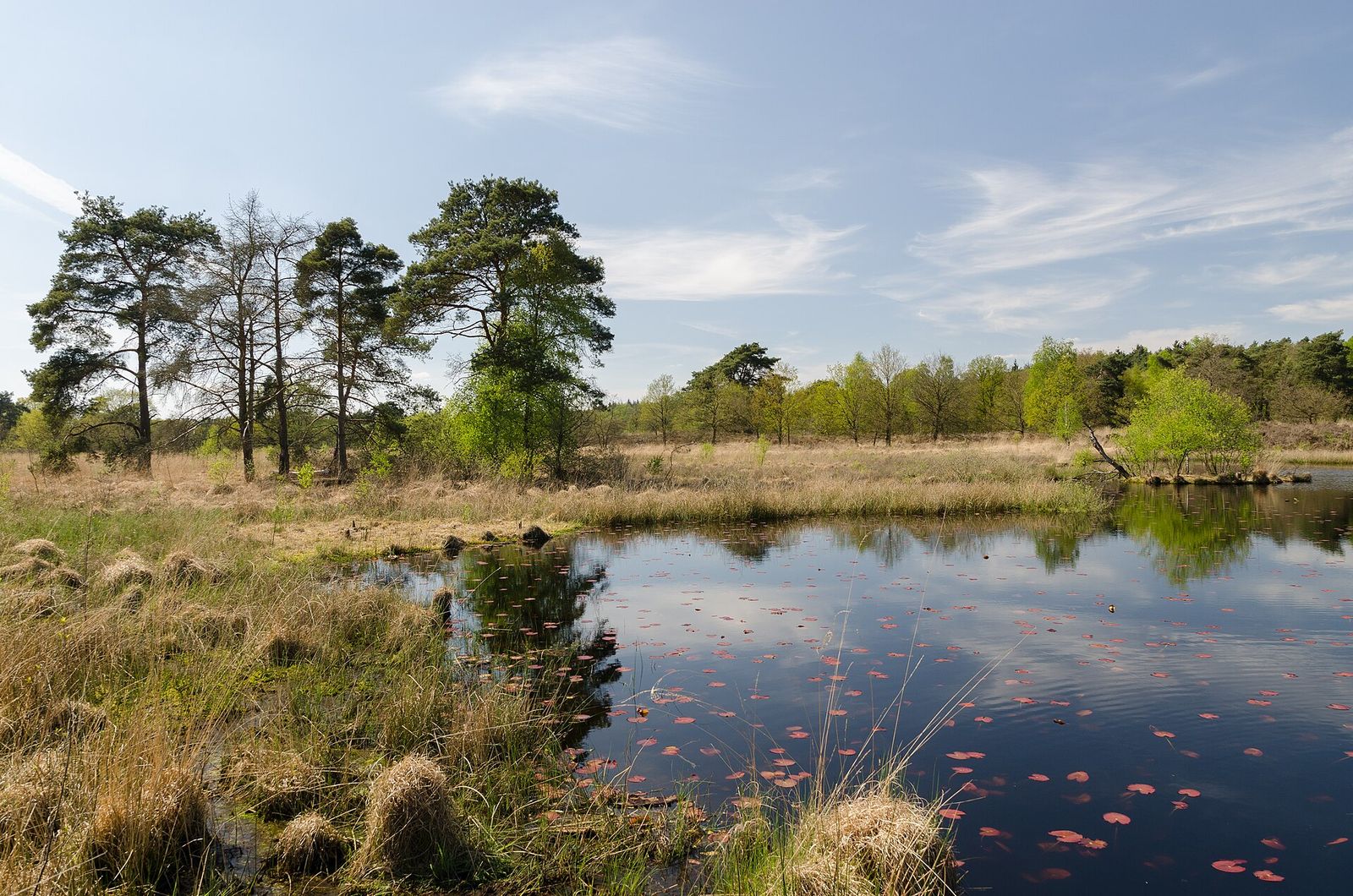 Ven met drijfbladeren tussen graspollen en heide, met een groep dennen aan de oever