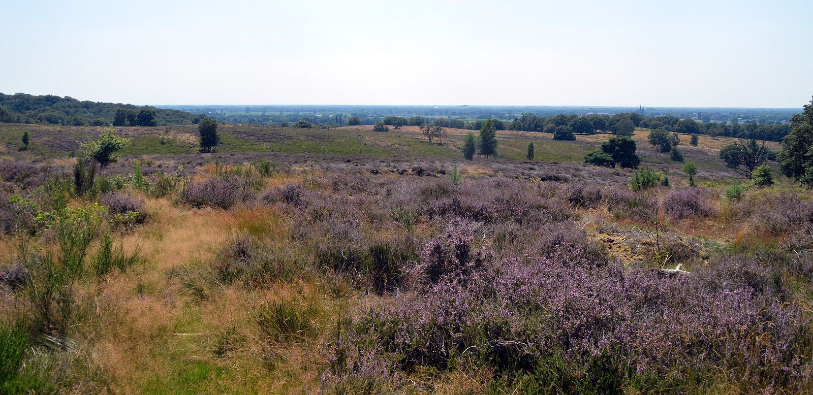 Bloeiende paarse heide en geel gras op de Mookerheide, met daarachter een glooiend heideveld en vlak land tot aan de horizon