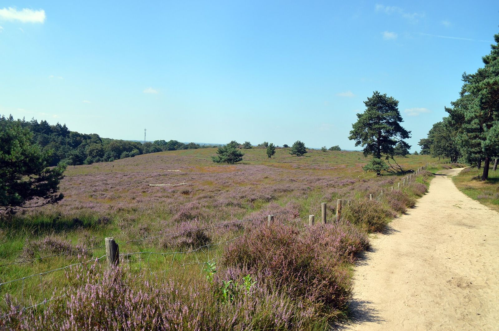 Bloeiende heide op een helling met een zandpad en losse dennen