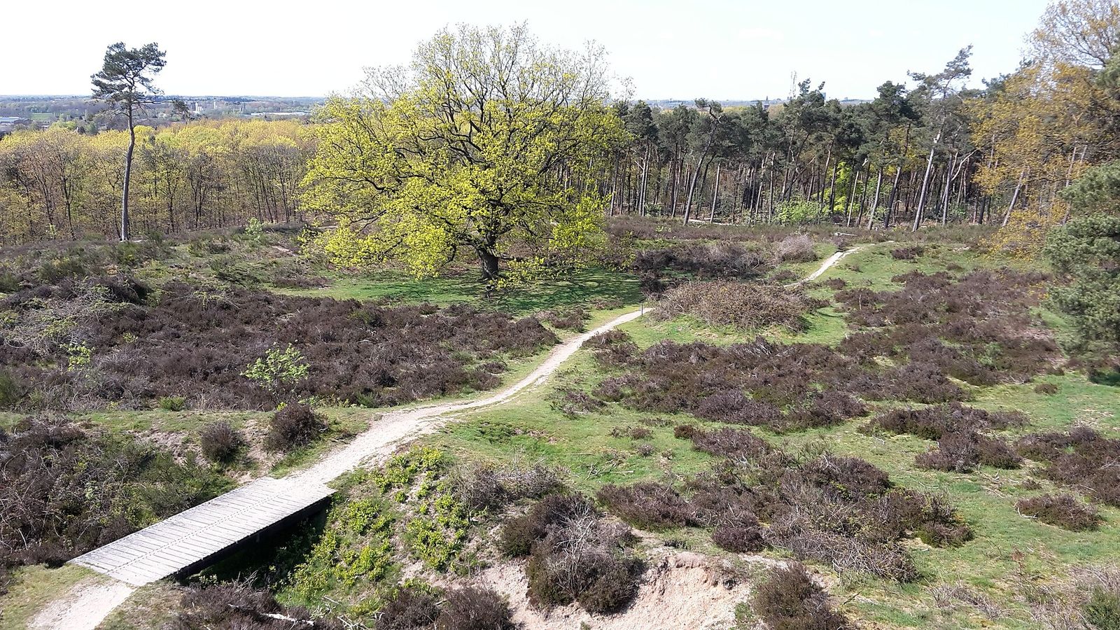 Van bovenaf gezien: een houten bruggetje over de gracht van de Mookerschans, met een pad door de heide en een grote eik