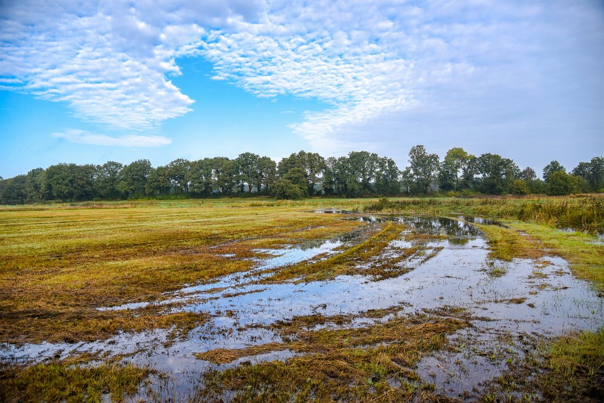 Nat grasland onder een wolkenlucht