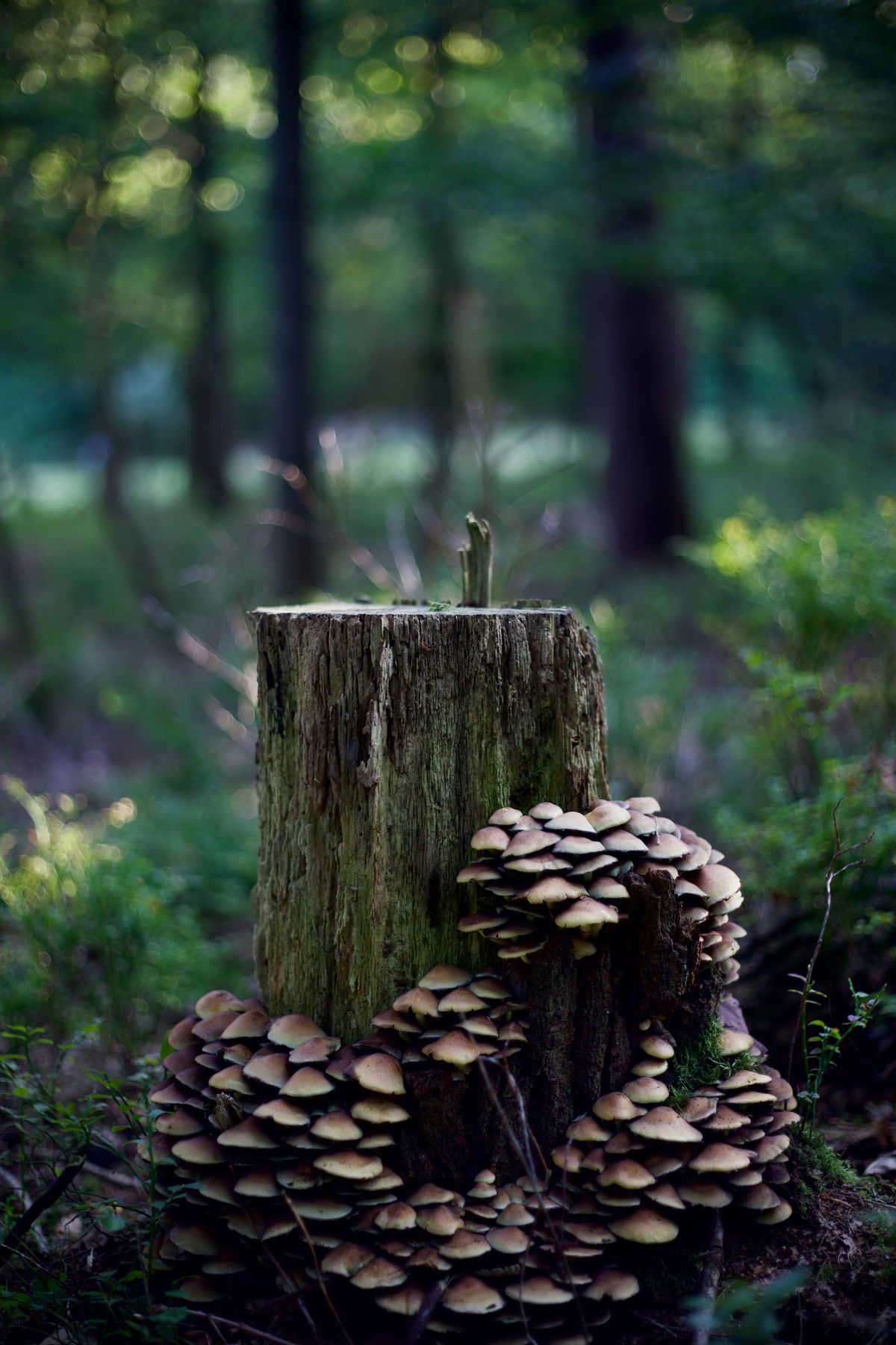 Paddenstoelen op een boomstronk