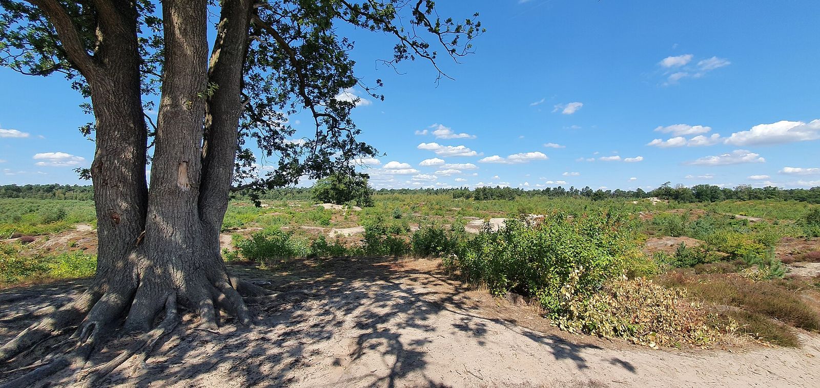 Dikke meerstammige eik in los zand aan de rand van een open vlakte met heide in de Schadijkse Bossen bij Meterik
